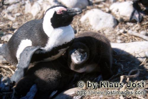 Brillenpinguin/African Penguin/Spheniscus demersus        Brillenpinguin mit jungem Brillenpinguin</