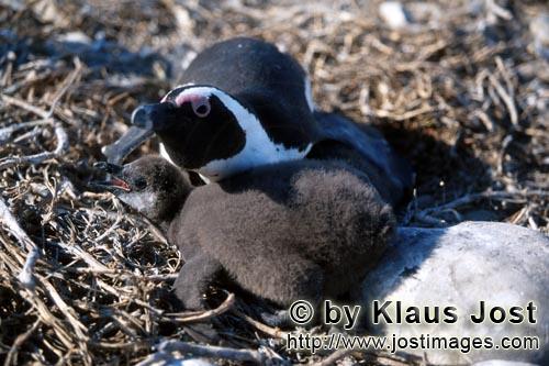 Brillenpinguin/African Penguin/Spheniscus demersus        Junger Brillenpinguin und erwachsener Ping