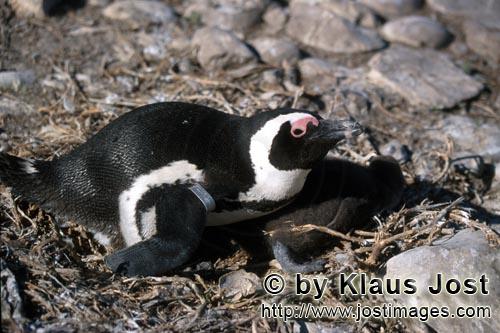 Brillenpinguin/African Penguin/Spheniscus demersus        Brillenpinguin mit Jungtier         Dye