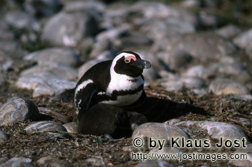 Brillenpinguin/African Penguin/Spheniscus demersus        Brillenpinguin mit Jungvogel        Dye