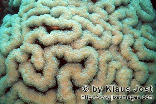 Weichkoralle/Soft coral/Sarcophyton sp.        Weichkoralle im Roten Meer    