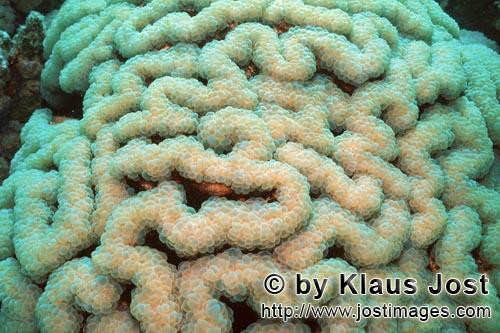 Weichkoralle/Soft coral/Sarcophyton sp.        Weichkoralle im Roten Meer    