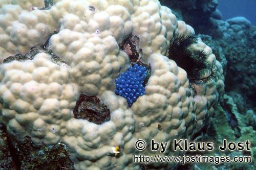 Blauer Schwamm/Blue sponge/Haliclona sp.Poecilosclerida, Chalinidae        Blauer Schwamm auf Koralle