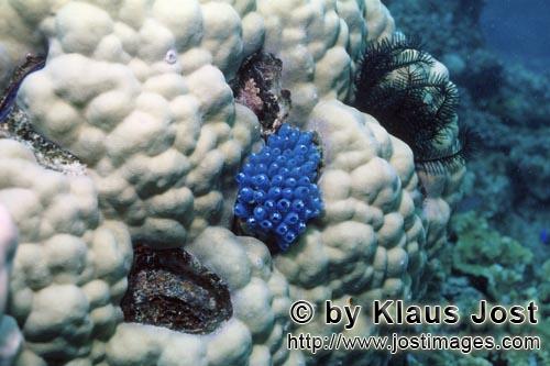 Blauer Schwamm/Blue sponge/Haliclona sp.Poecilosclerida, Chalinidae        Blauer Schwamm 