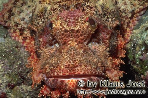 Baertiger Drachenkopf/Bearded Scorpionfish/Scorpaenopsis barbata        Baertiger Drachenkopf Detail