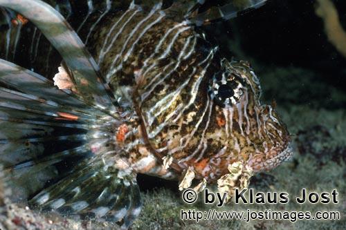 Indischer Rotfeuerfisch/Indian lionfish/Pterois miles        Detailaufnahme Indischer Rotfeuerfisch       