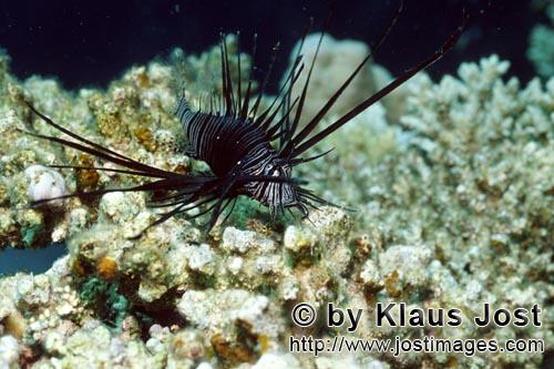 Indischer Rotfeuerfisch/Indian lionfish/Pterois miles        Dunkelfarbener Indischer Rotfeuerfisch        