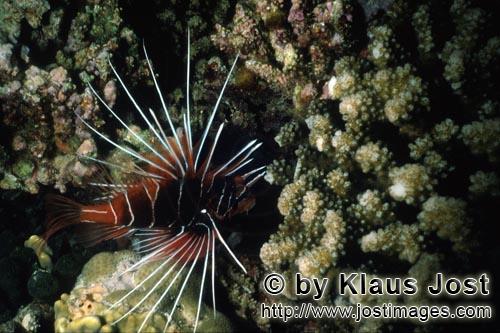 Strahlenfeuerfisch/Clearfin lionfish/Pterois radiata        Strahlenfeuerfisch auf Patrouille        Der St