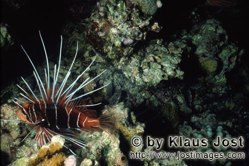 Strahlenfeuerfisch/Clearfin lionfish/Pterois radiata        Strahlenfeuerfisch patrouilliert im Riff