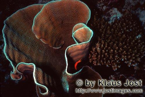 Steinkoralle/Stony coral        Steinkoralle 