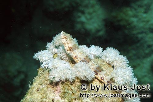 Eidechsenfisch/Lizardfish/Synodus variegatus        Bewegungslos liegt ein Eidechsenfisch auf einem 