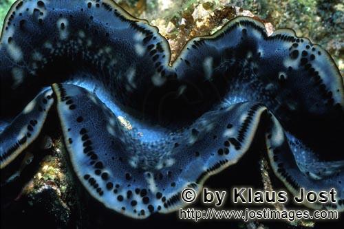 Moerdermuschel/Giant clam/Tridacna        Moerdermuschel oeffnet sich        Moerdermuscheln der 