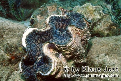 Moerdermuschel/Giant clam/Tridacna        Weit geoffnete Moerdermuschel        Moerdermuscheln der G