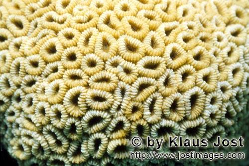 Steinkoralle/Stone coral/Favites sp.        Steinkoralle         