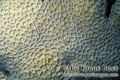 Steinkoralle/Stone coral        Steinkoralle        