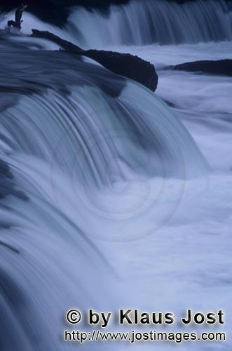 Brooks River Falls         Malerisch faellt das Wasser die ungefaehr 1,80 m hohe Flußbarriere h