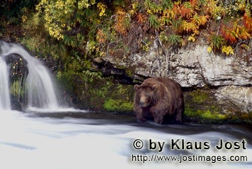 Braunbaer/Brown Bear/Ursus arctos horribilis        Braunbaer im Spaetherbst am Wasserfall        Da