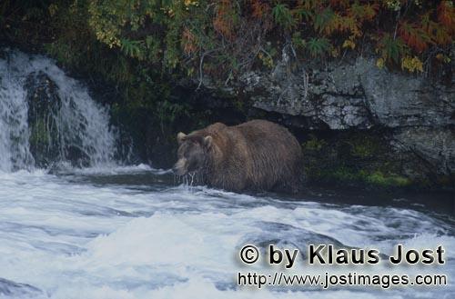 Braunbaer/Brown Bear/Ursus arctos horribilis        Braunbär auf Lachssuche am Wasserfall        Da