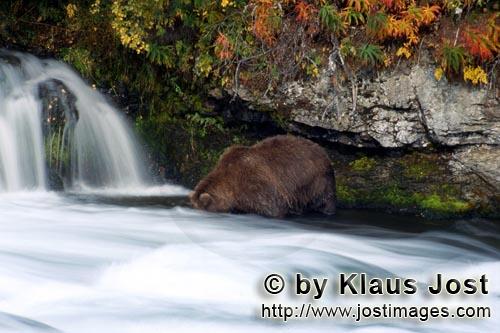 Braunbaer/Brown Bear/Ursus arctos horribilis        Braunbaer in herbstlicher Landschaft        Das 