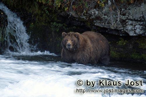 Braunbär/Brown Bear/Ursus arctos horribilis        Aufmerksamer Braunbär am Wasserfall        Es i