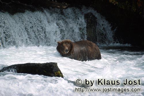 Braunbaer/Brown Bear/Ursus arctos horribilis        Braunbaer in starker Stroemung        Es ist Spa