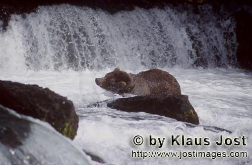 Braunbär/Brown Bear/Ursus arctos horribilis        Braunbaer schüttelt das Wasser ab        Es ist