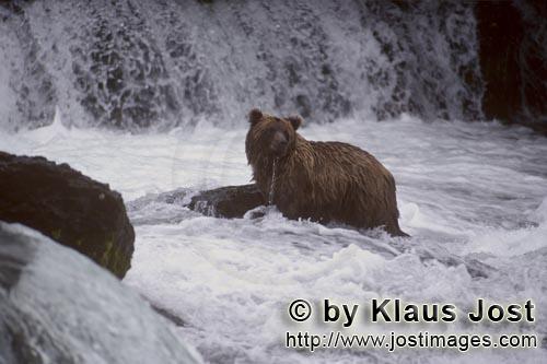 Braunbär/Brown Bear/Ursus arctos horribilis        Braunbaer umgeben von stroemenden Wasser        