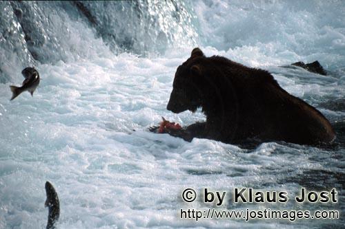 Braunbaer/Brown Bear/Ursus arctos horribilis        Braunbaer mit Lachsbeute        Der Braunbaer