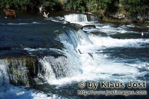 Brooks River Falls/Katmai/Alaska        Lachse springen am Wasserfall        Der knapp zwei hohe 