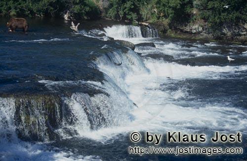 Brooks River Falls         Malerisch faellt das Wasser die ungefaehr 1,80 m hohe Flußbarriere h