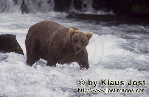 Braunbaer/Brown Bear/Ursus arctos horribilis        Braunbaer sucht nach Lachsen am Wasserfall    