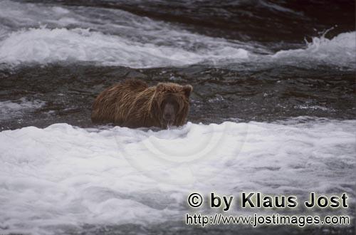 Braunbaer/Brown Bear/Ursus arctos horribilis        Braunbaer unterhalb des Wasserfalls        Es is