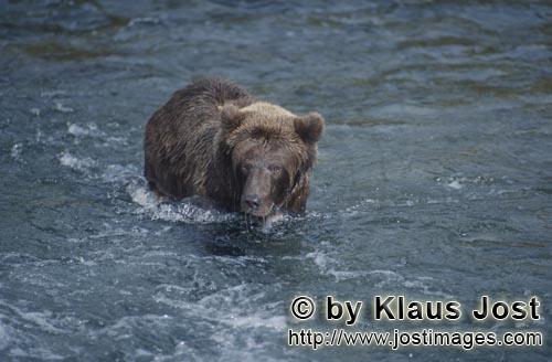 Braunbaer/Brown Bear/Ursus arctos horribilis        Braunbaer beim Lachsfischen im Fluß                