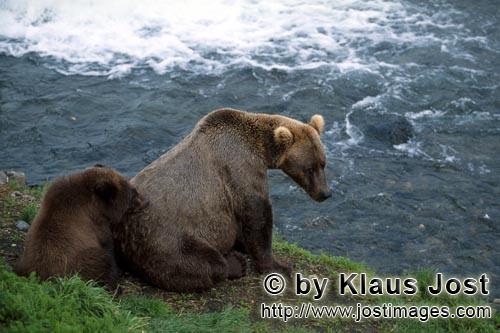 Braunbaeren/Brown Bears/Ursus arctos horribilis        Baerenfamilie rastet am Flußufer        Außer der 
