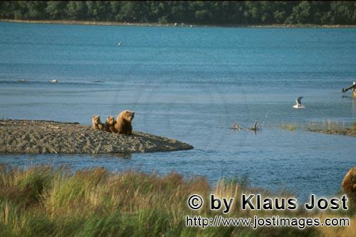 Braunbaeren/Brown Bears/Ursus arctos horribilis        Braunbaerenfamilie am Flußufer        Eine kritisch