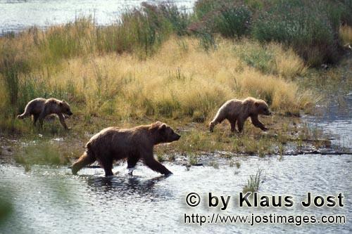 Braunbaeren/Brown Bears/Ursus arctos horribilis        Braunbaerenfamilie unterwegs am Fluß        Die Bae
