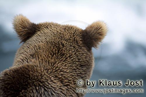 Braunbaer/Brown Bear/Ursus arctos horribilis        Braunbaerportraet        Es ist Spaetherbst und der let