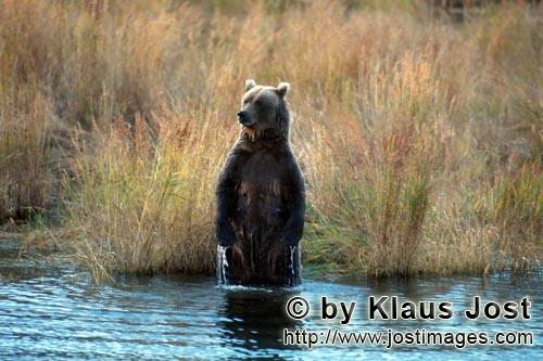 Braunbär/Brown Bear/Ursus arctos horribilis        Aufgerichtet hat der Braunbär gute Sicht      