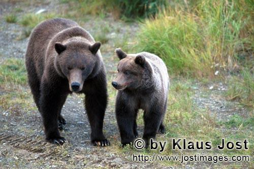 Braunbär/Brown Bear/Ursus arctos horribilis        Braunbäin mit Jungbär         Die Braunbär