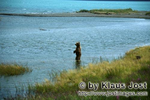 Braunbären/Brown Bears/Ursus arctos horribilis        Aufgerichtete Braunbärin im Fluß        Ein