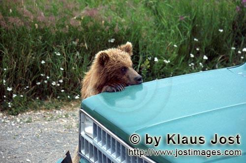 Braunbär/Brown Bear/Ursus arctos horribilis        Junger Braunbär am Auto schaut kritisch        