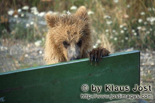 Braunbär/Brown Bear/Ursus arctos horribilis        Junger Braunbär schaut auf die Ladefläche  