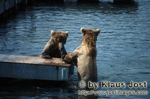 Braunbaer/Brown Bear/Ursus arctos horribilis        Braunbaeren an der Pontoonbruecke        Die Pon