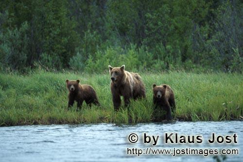 Braunbären/Brown Bears/Ursus arctos horribilis        Bärin mit Jungen im Katmai backcountry   