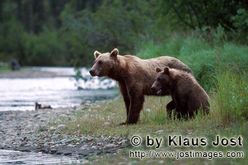 Braunbearen/Brown Bears/Ursus arctos horribilis        Baerin mit Jungem am Flußufer        Die Baerin wan