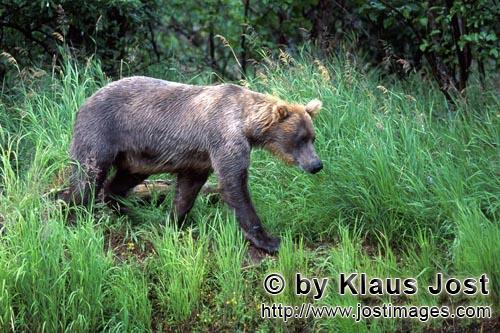 Braunbaer/Brown Bear/Ursus arctos horribilis        Braunbaer wandert am Flußufer entlang        Ein Baer 