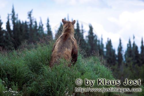 Braunbär/Brown Bear/Ursus arctos horribilis        Aufgerichteter, hochkonzentrierter Braunbär