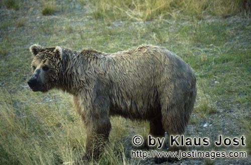 Braunbär/Brown Bear/Ursus arctos horribilis        Braunbär am Flußufer        