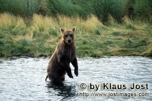 Braunbär/Brown Bear/Ursus arctos horribilis        Aufgerichteter Braunbär        Der Braunbär