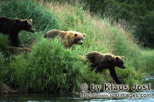 Braunbear/Brown Bear/Ursus arctos horribilis        Braunbaeren unterwegs am Flußufer        Die Baerin wa